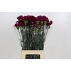 Dianthus St Purple Damascus