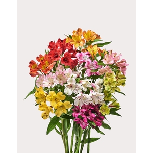 Alstroemeria mix premium