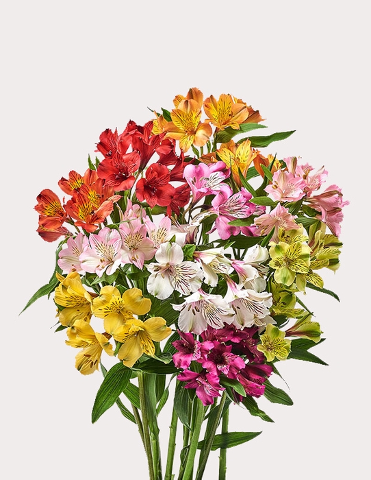 <h4>Alstroemeria mix premium</h4>
