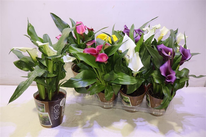 <h4>Zant Gem 6 Kl</h4>