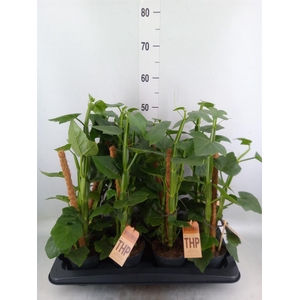 Philodendron brandtianum