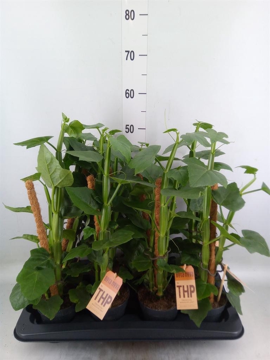 <h4>Philodendron brandtianum</h4>