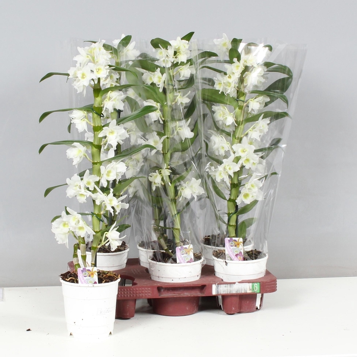 <h4>DENDR N SC APOLLON</h4>