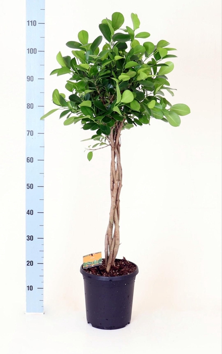 <h4>FIC MI MOCLAME</h4>