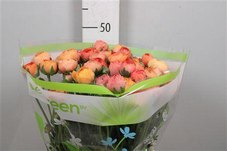 <h4>Ran Clementine</h4>