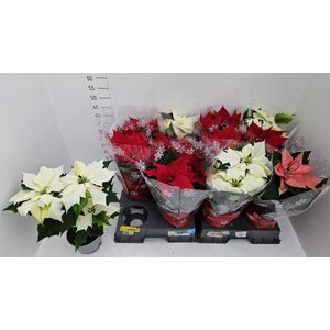 EUPHOR PULCHERRIM OV