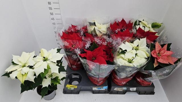 <h4>EUPHOR PULCHERRIM OV</h4>