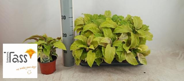 <h4>CALAT FUSION YELLOW</h4>