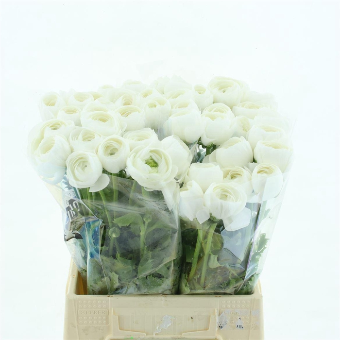 <h4>Ran Su Niveo White</h4>