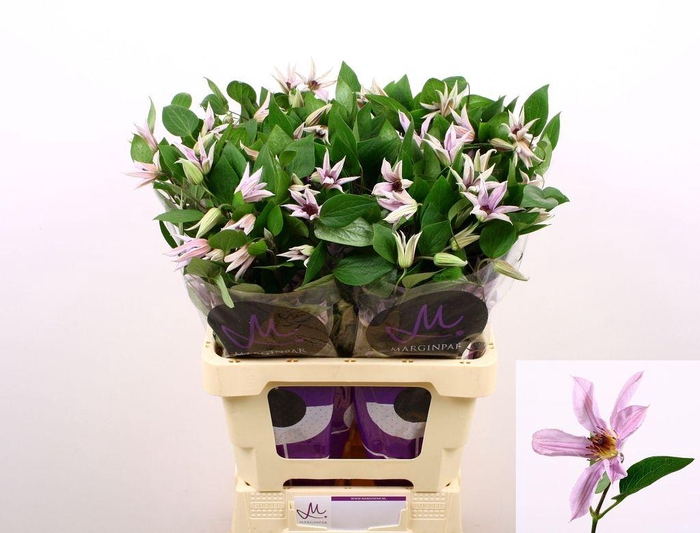 <h4>Clematis amazing miami</h4>