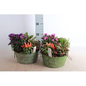 ARR TUINPLANTEN