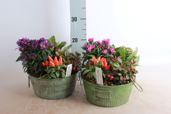 <h4>ARR TUINPLANTEN</h4>