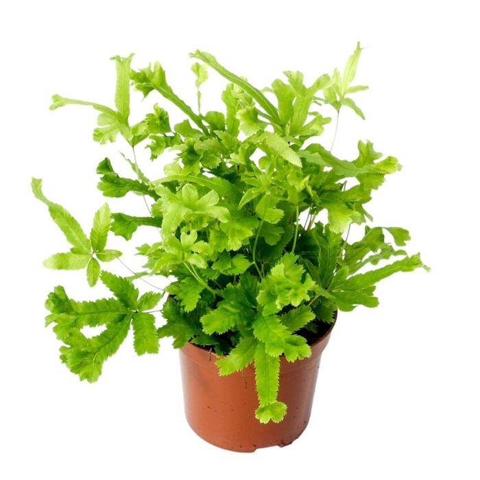 <h4>Pteris Roeweri</h4>