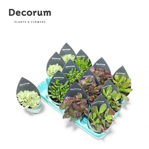 Crassula Mix P8.5