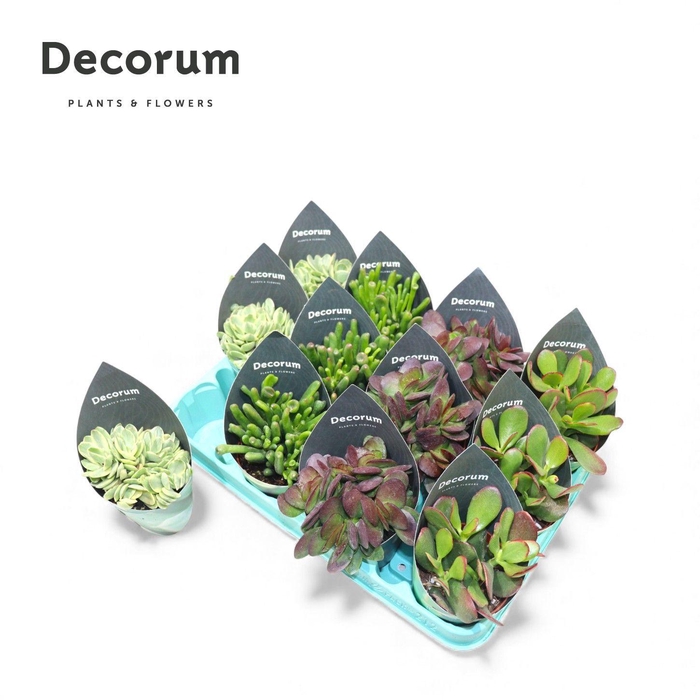<h4>Crassula Mix P8.5</h4>