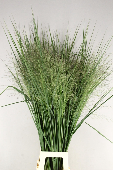 GRAS PANICUM THUNDERCLOUD
