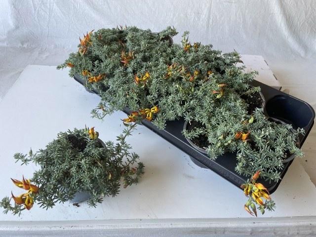 <h4>LOTU CORNICULATUS</h4>