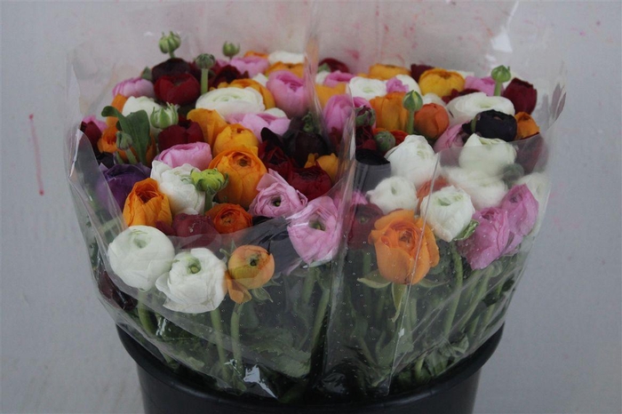 <h4>Ran Elegance Mixed</h4>