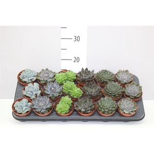 Echeveria Gemengd