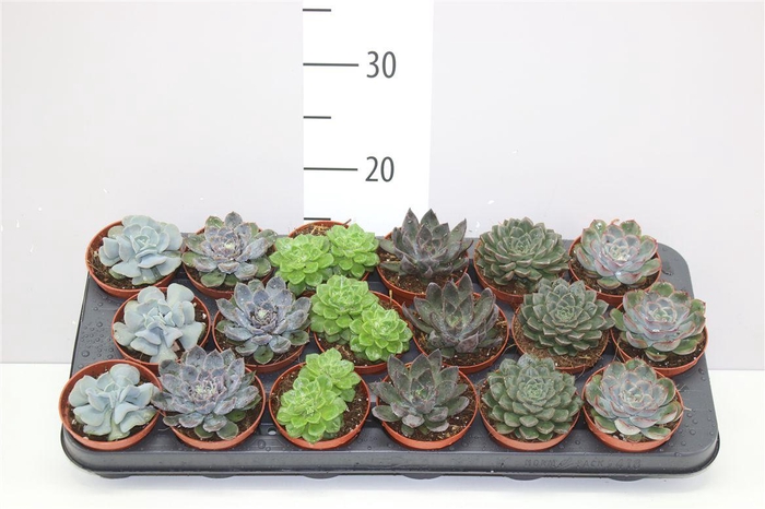 <h4>Echeveria Gemengd</h4>