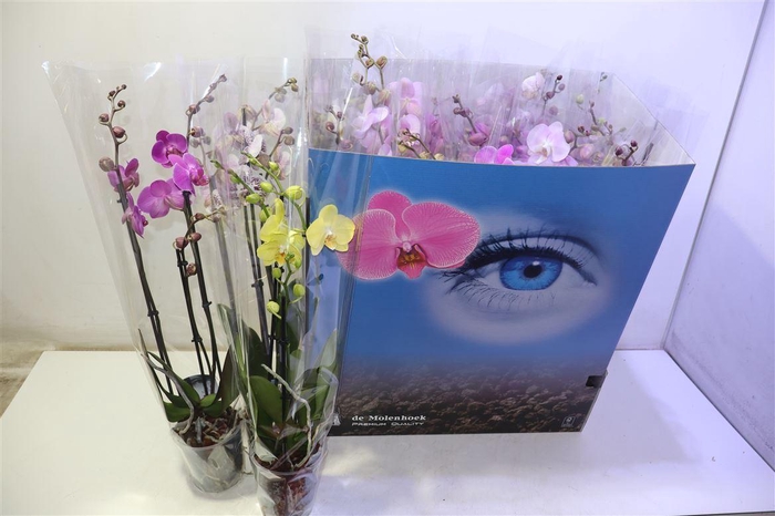 <h4>arr8 Phal Gem 6 Kl</h4>