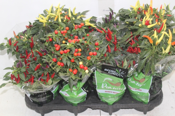 <h4>PIMENTA P14</h4>