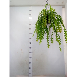 Epiphyllum anguliger