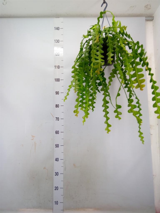 <h4>Epiphyllum anguliger</h4>