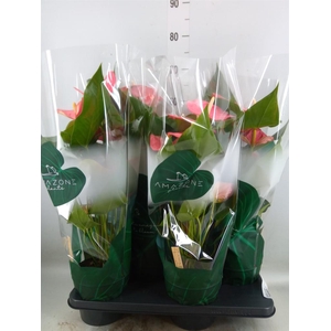 Anthurium andr. 'Colorado'