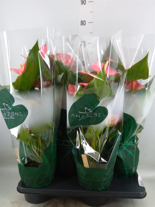 <h4>Anthurium andr. 'Colorado'</h4>