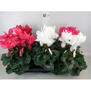 Cyclamen GR 'Mammoth'