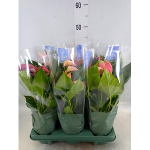 Anthurium   ...mix