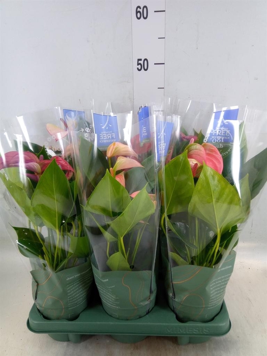 <h4>Anthurium   ...mix</h4>