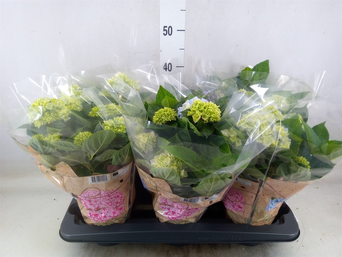 <h4>Hydrangea mac. 'Early Blue'</h4>