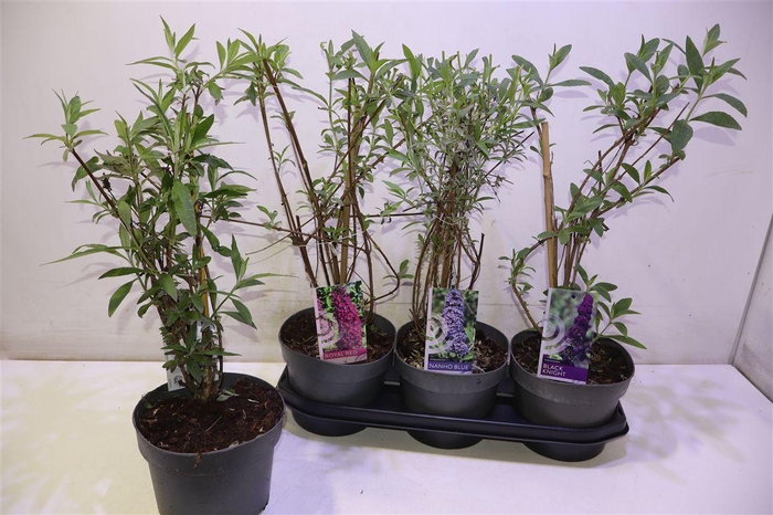 <h4>Budd Davidii Ov</h4>