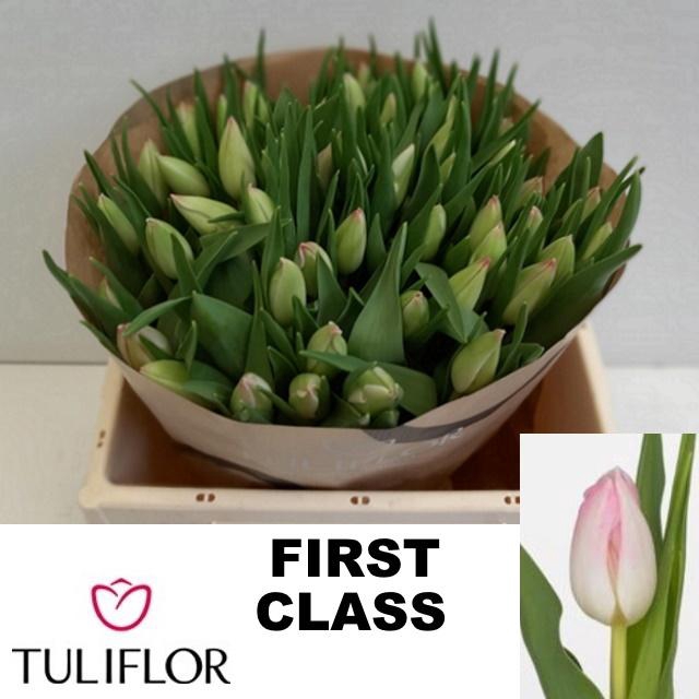 <h4>TU EN FIRST CLASS</h4>