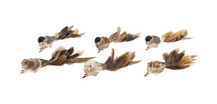 Bird Paradise L26B5H6 6 pieces