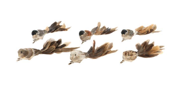 Bird Paradise 6pcs L26W5H6