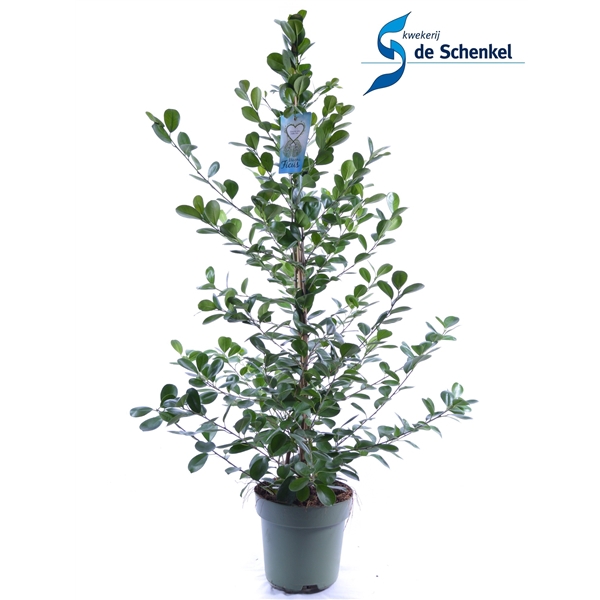 <h4>FICUS microcarpa Moclame</h4>