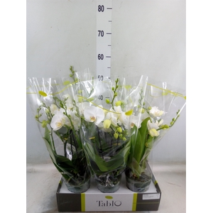 Phalaenopsis   ...white