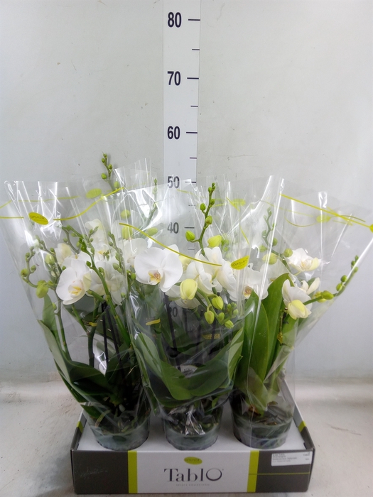 <h4>Phalaenopsis   ...white</h4>