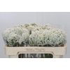 Ozothamnus Booming White
