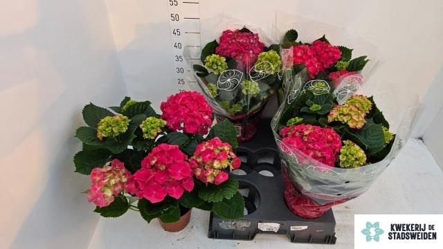 <h4>HYDR M GRUMPY</h4>