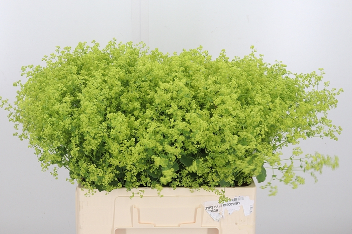 <h4>Alchimella Robusta</h4>