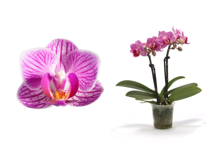 <h4>Phal Tiny Dolls Roze 2T10+ zonder Aqu@</h4>