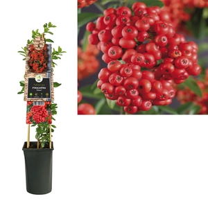 Pyracantha 'Mohave' +3.0 label