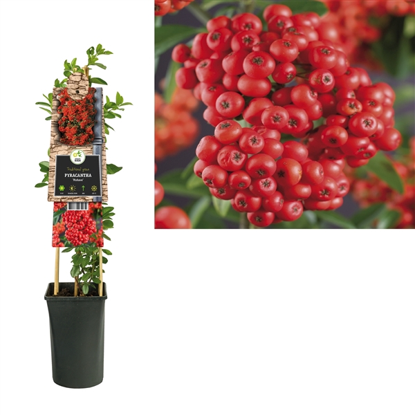 <h4>Pyracantha 'Mohave' +3.0 label</h4>