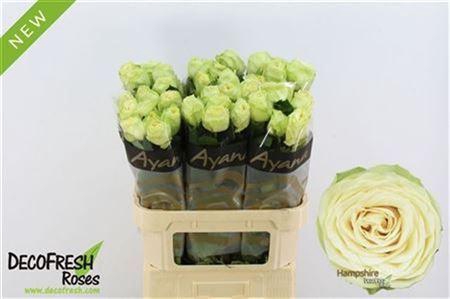 <h4>R Gr Hampshire!</h4>