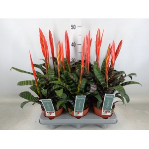 Vriesea  'Era'