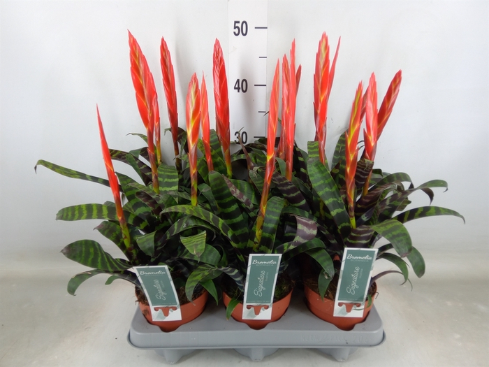 <h4>Vriesea  'Era'</h4>